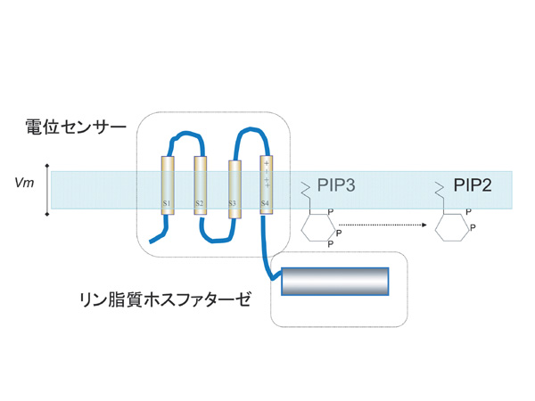 Fig.1
