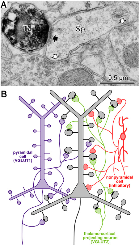 fig.5