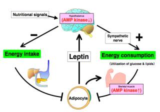 fig.1