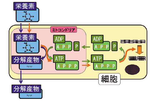 fig.2