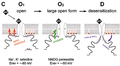 fig.4