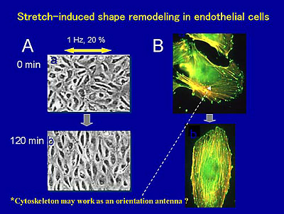 fig.2