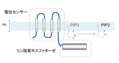Fig.1
