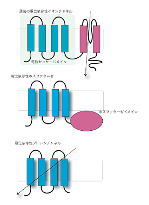 fig.2