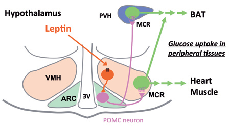 fig.2