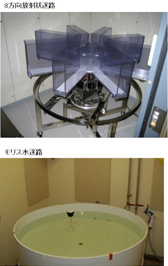 A comprehensive behavioral test battery