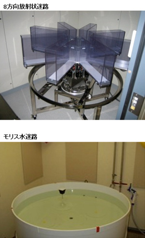 A comprehensive behavioral test battery