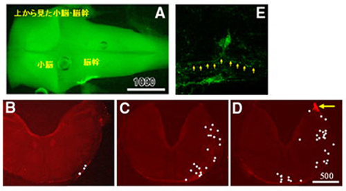 Fig.1