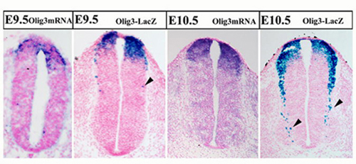 Fig.2