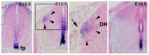 Fig.3