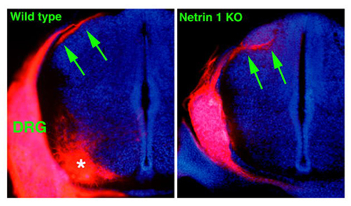 Fig.4