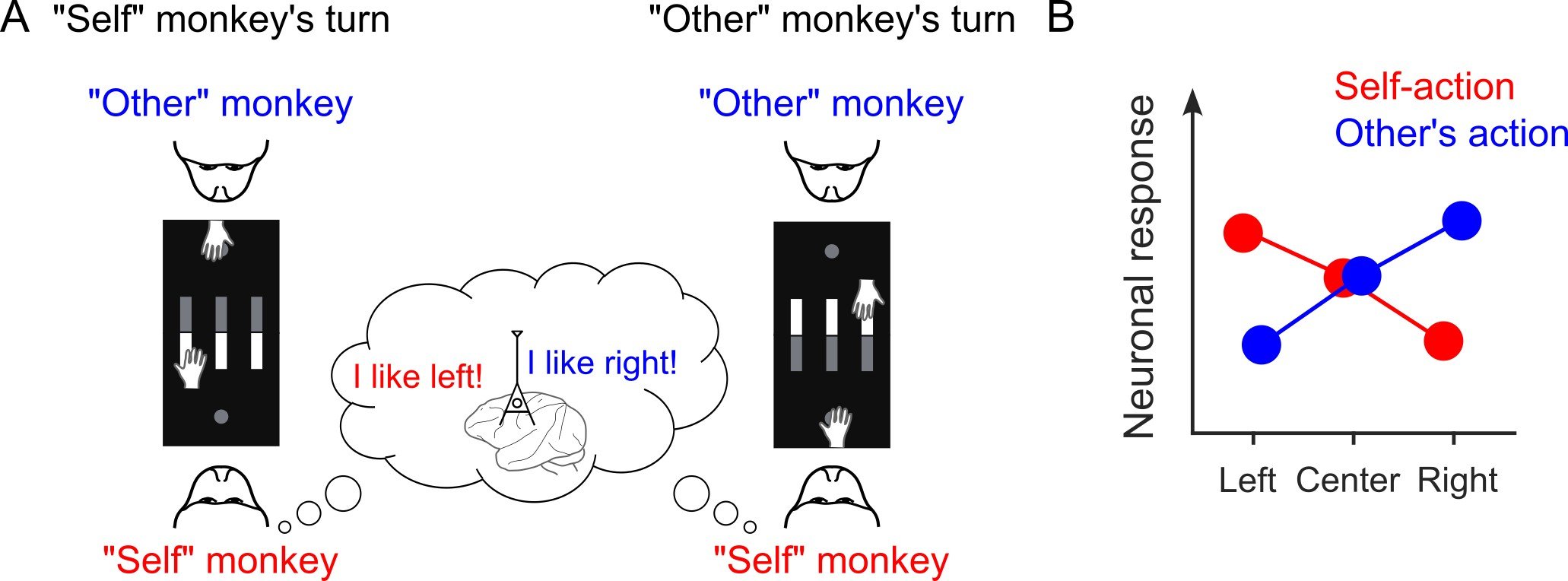 研究報告用図_PNAS_2024_eng.jpg