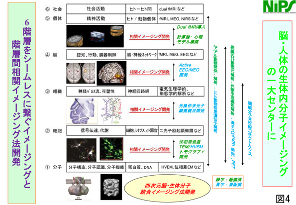 四次元脳・生体分子統合イメージング法開発