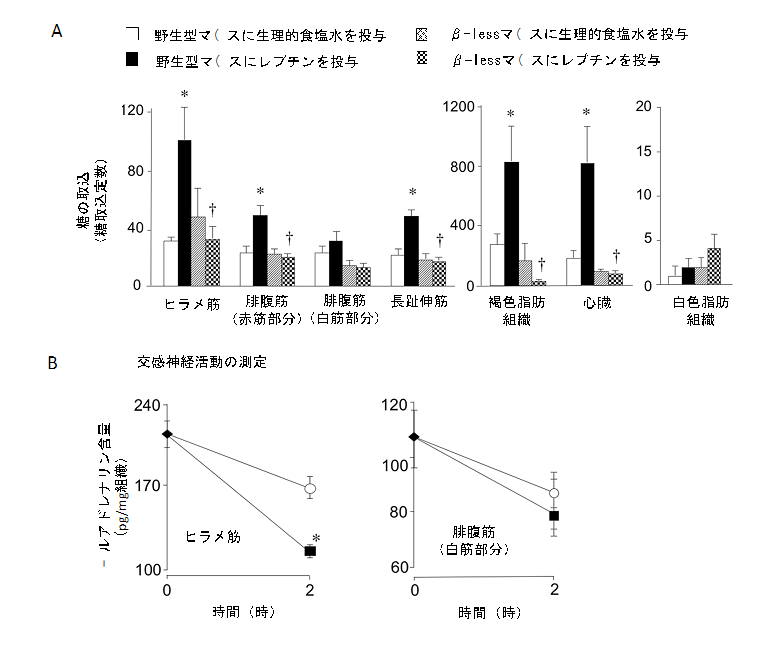交感神経はレプチンによる骨格筋での糖取込み促進作用に必須