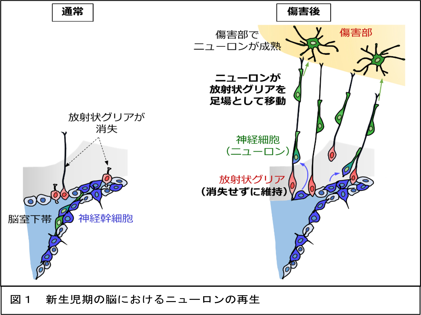 新生児期に存在する脳障害後の神経再生メカニズムを発見～新生児脳障害に対する再生医療への応用に期待～
