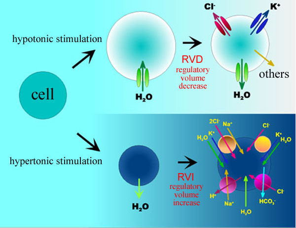 An ion channel model of cell volume regulation
