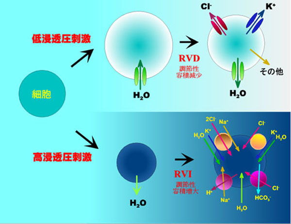 An ion channel model of cell volume regulation