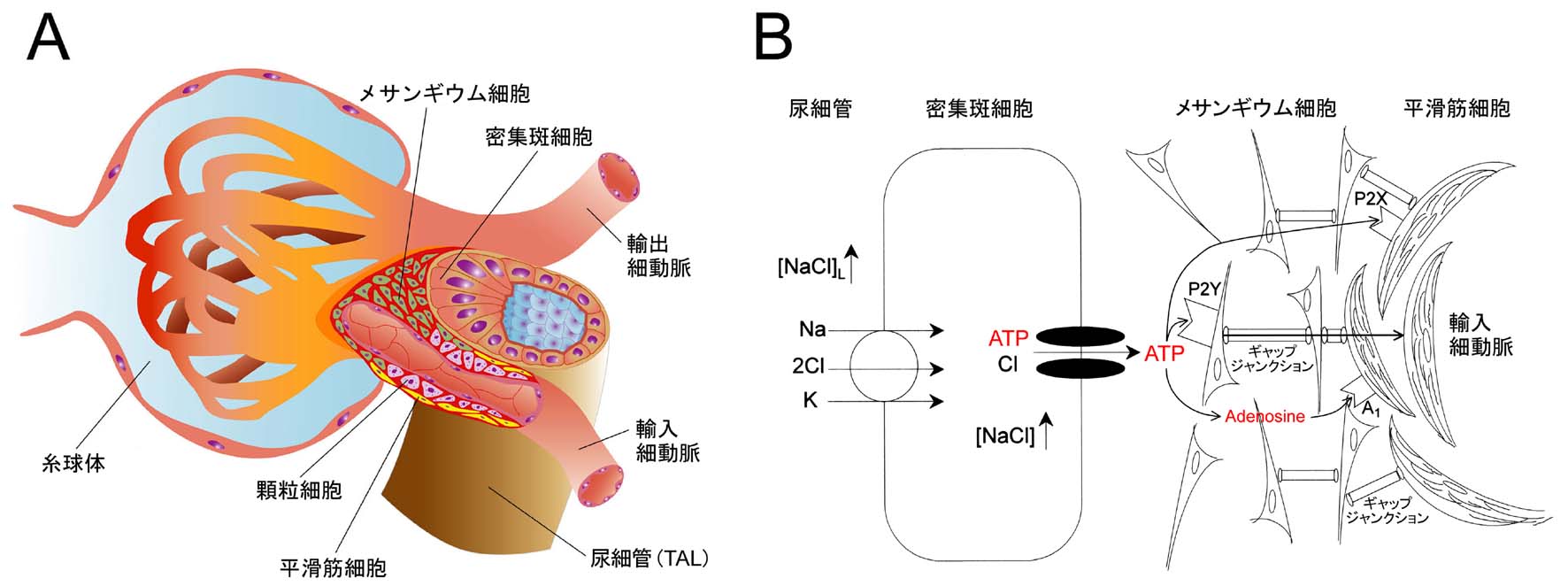 傍糸球体細胞 - Juxtaglomerular cell - JapaneseClass.jp