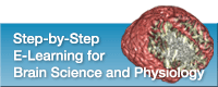 Step-by-Step E-Learning for Brain Science and Physiology
