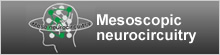 Mesoscopic neurocircuitry 
