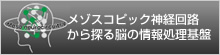 メゾスコピック神経回路から探る脳の情報処理基盤 