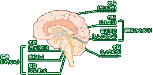 BMIについての補足説明