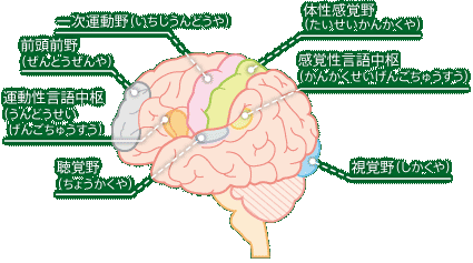 BMIについての補足説明