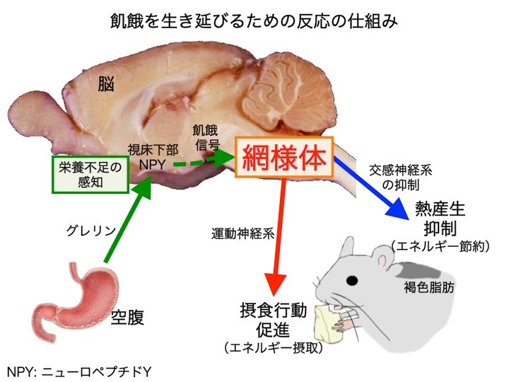 下部 視床