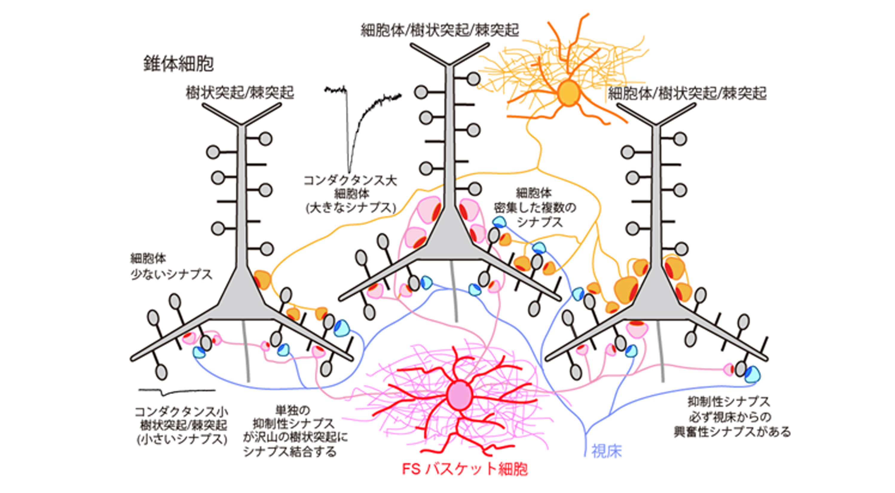 神経脈管学 舌下神経管 - e-Anatomy - IMAIOS