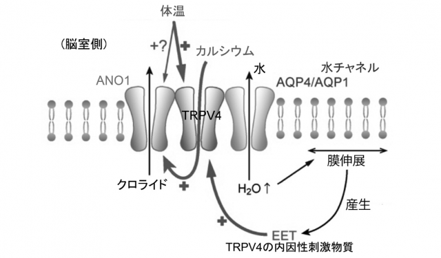 TRPチャネルを標的とする薬剤開発