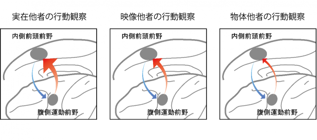 映像内の他者との円滑なコミュニケーションを診断する脳内指標の探索