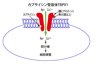 カプサイシン受容体TRPV1