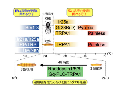 温度Assay