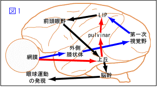 伊佐研ｈｐ 現在進行中の研究テーマ 詳細 2