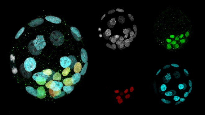 生理学研究所 遺伝子改変動物作製室 | Section of Mammalian 