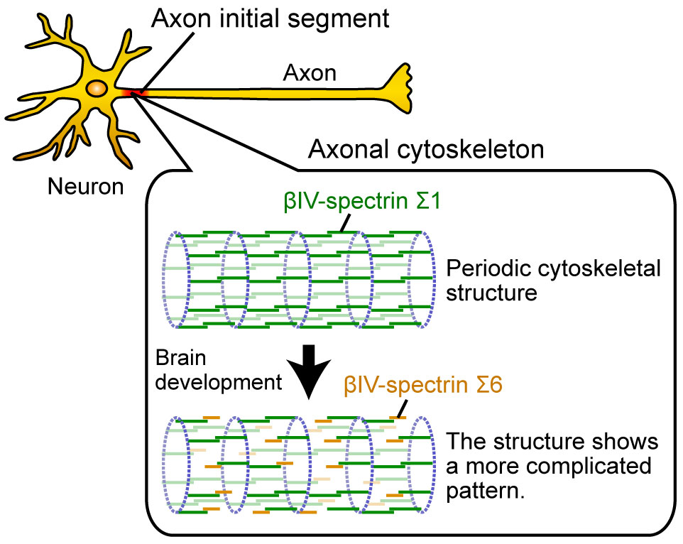 20170116frontiers,figure1EN.jpg