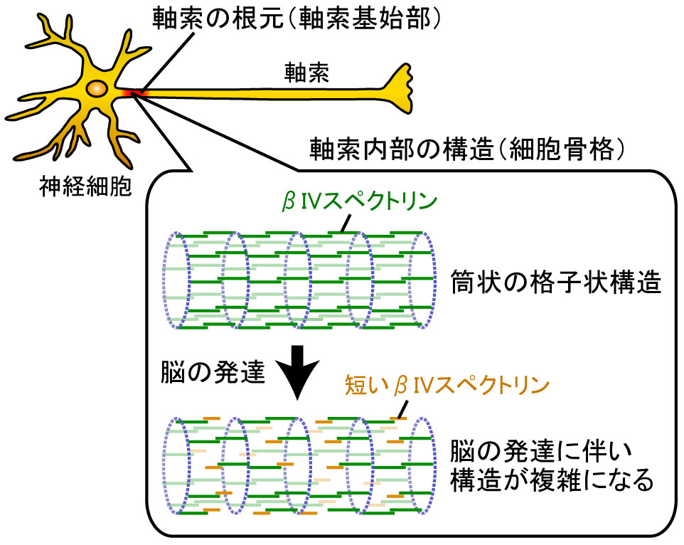 20170116frontiers,figure1_2.jpg