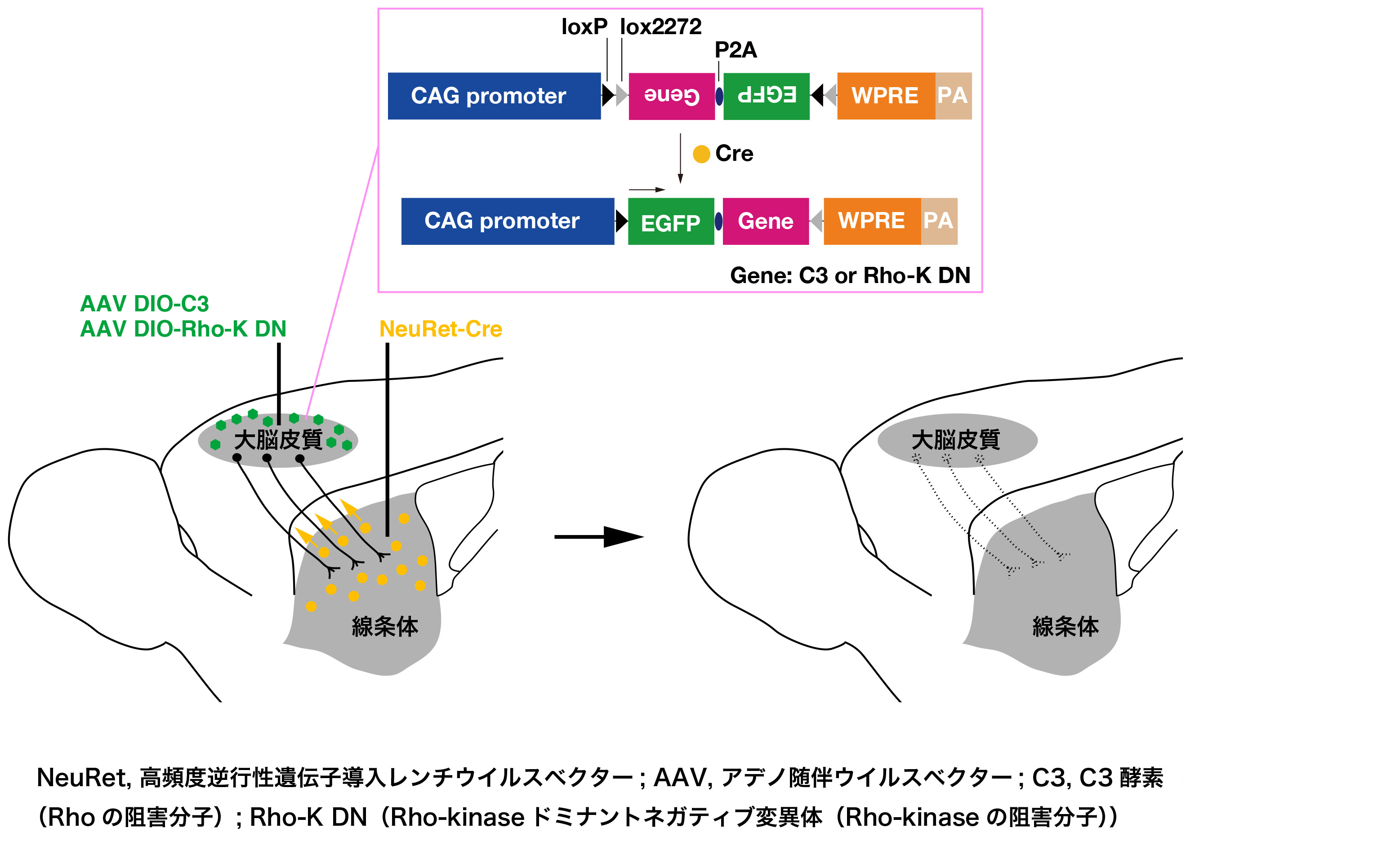 Fig (JPN).jpg