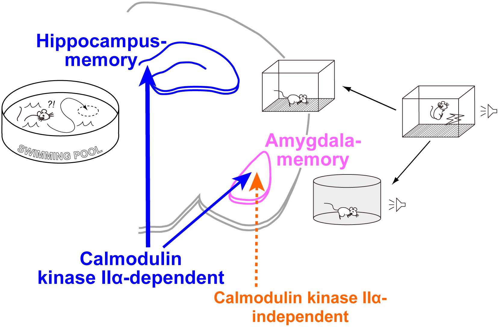 NIPS Research_Fig_Yamagata_E.jpg