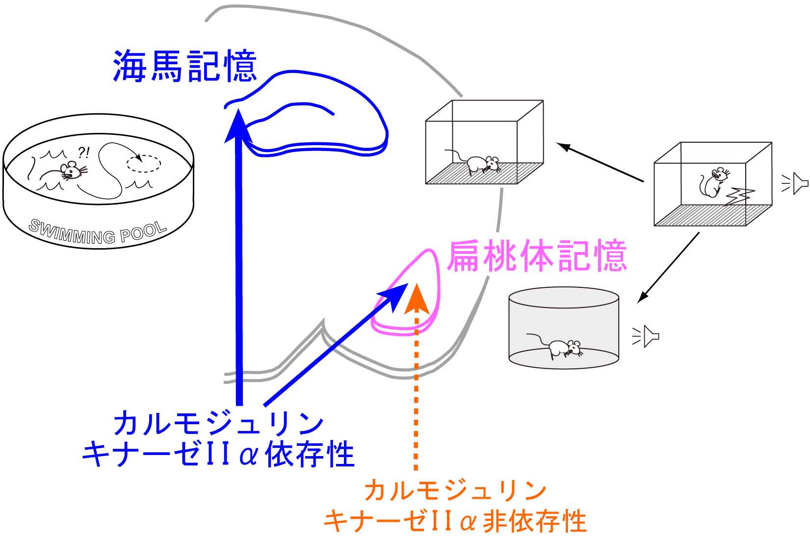 NIPS Research_Fig_Yamagata_J.jpg
