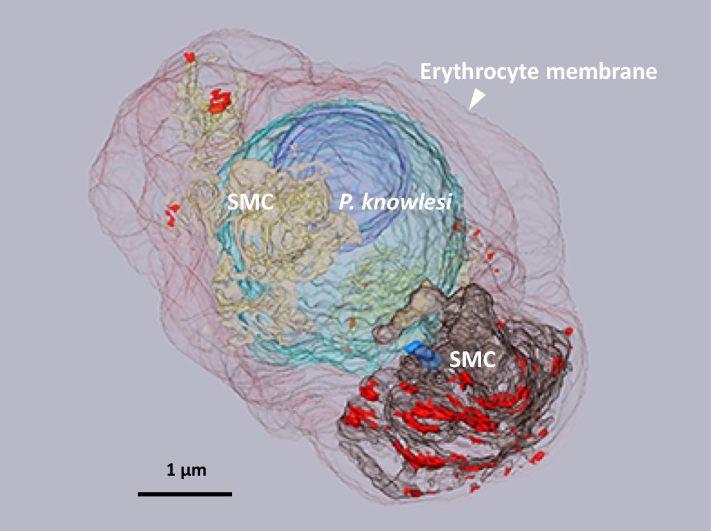 fig-P_knowlesi_MS.jpg