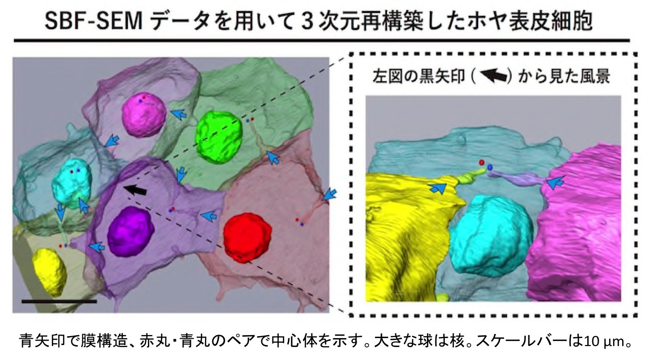fig01.jpg