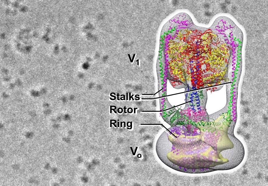 fig1-v2.jpg