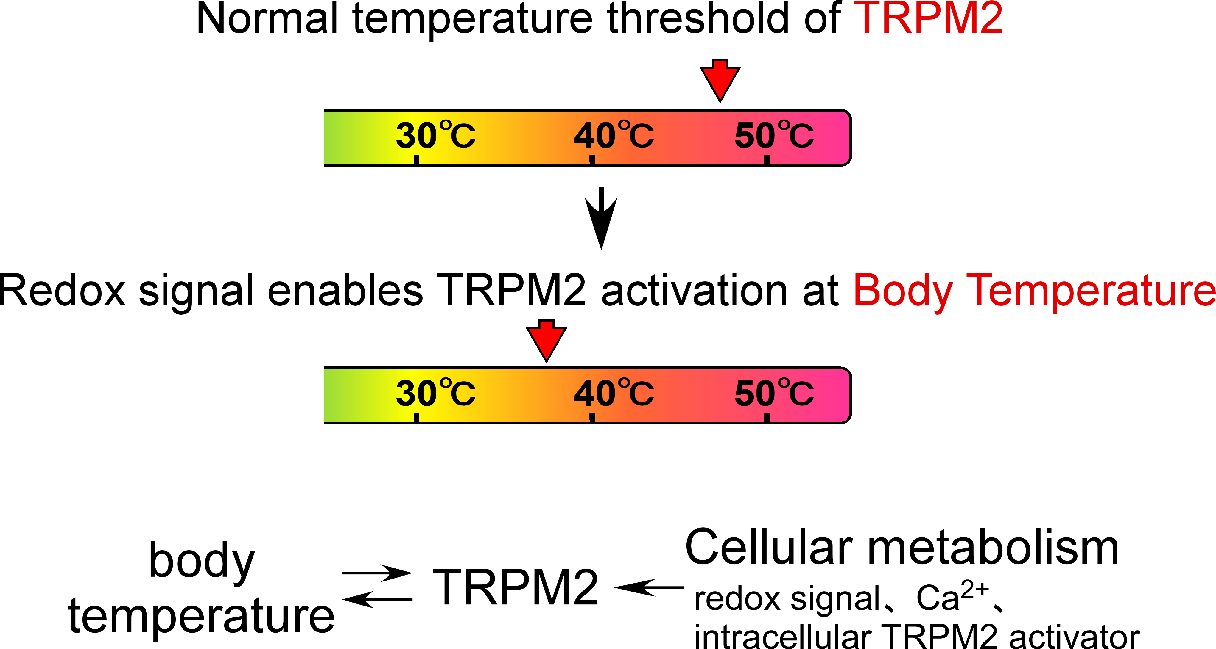 kashio_review_Thermo-sensitiveTRPM2.jpg