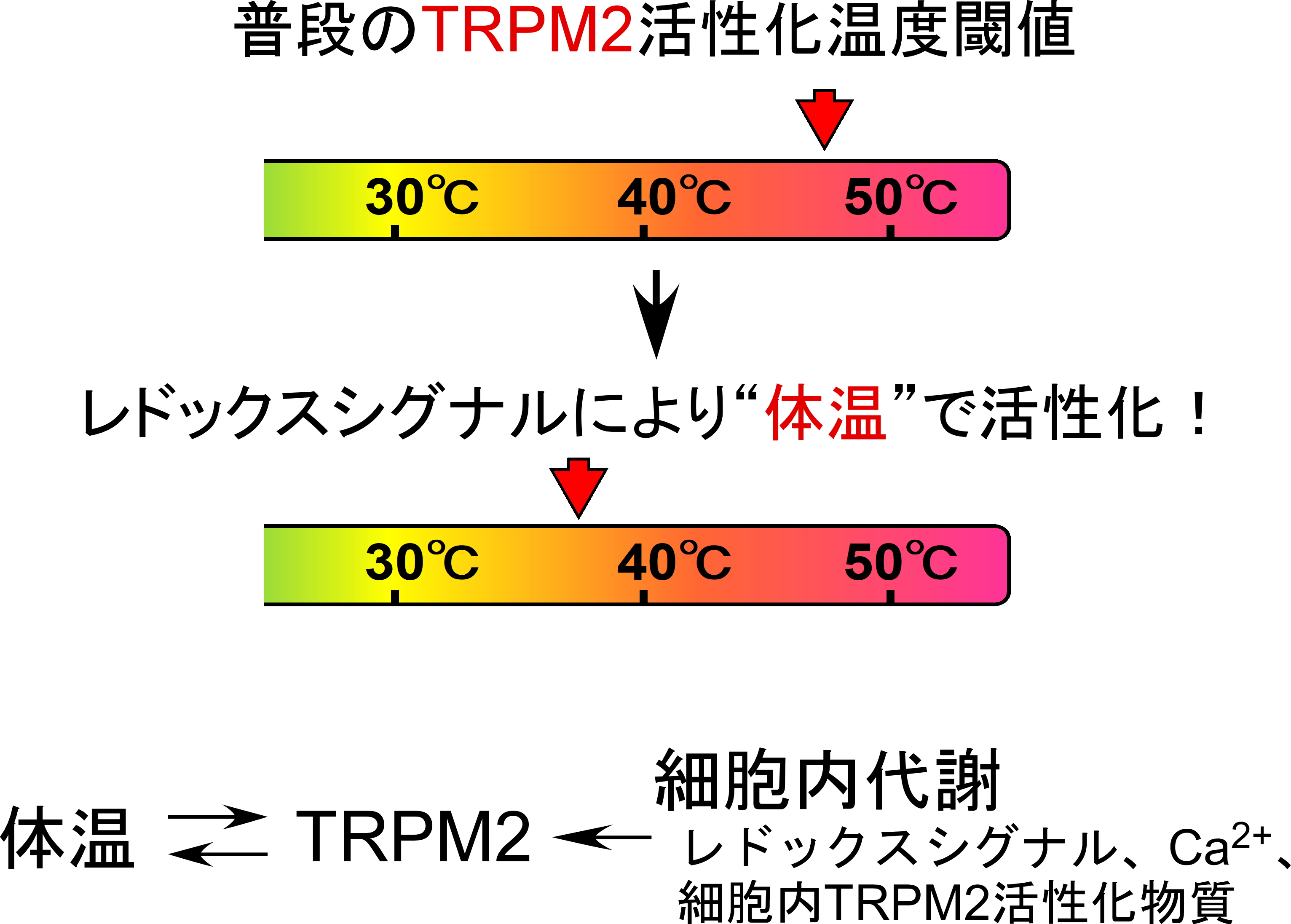 kashio_review_ondo_TRPM2.jpg