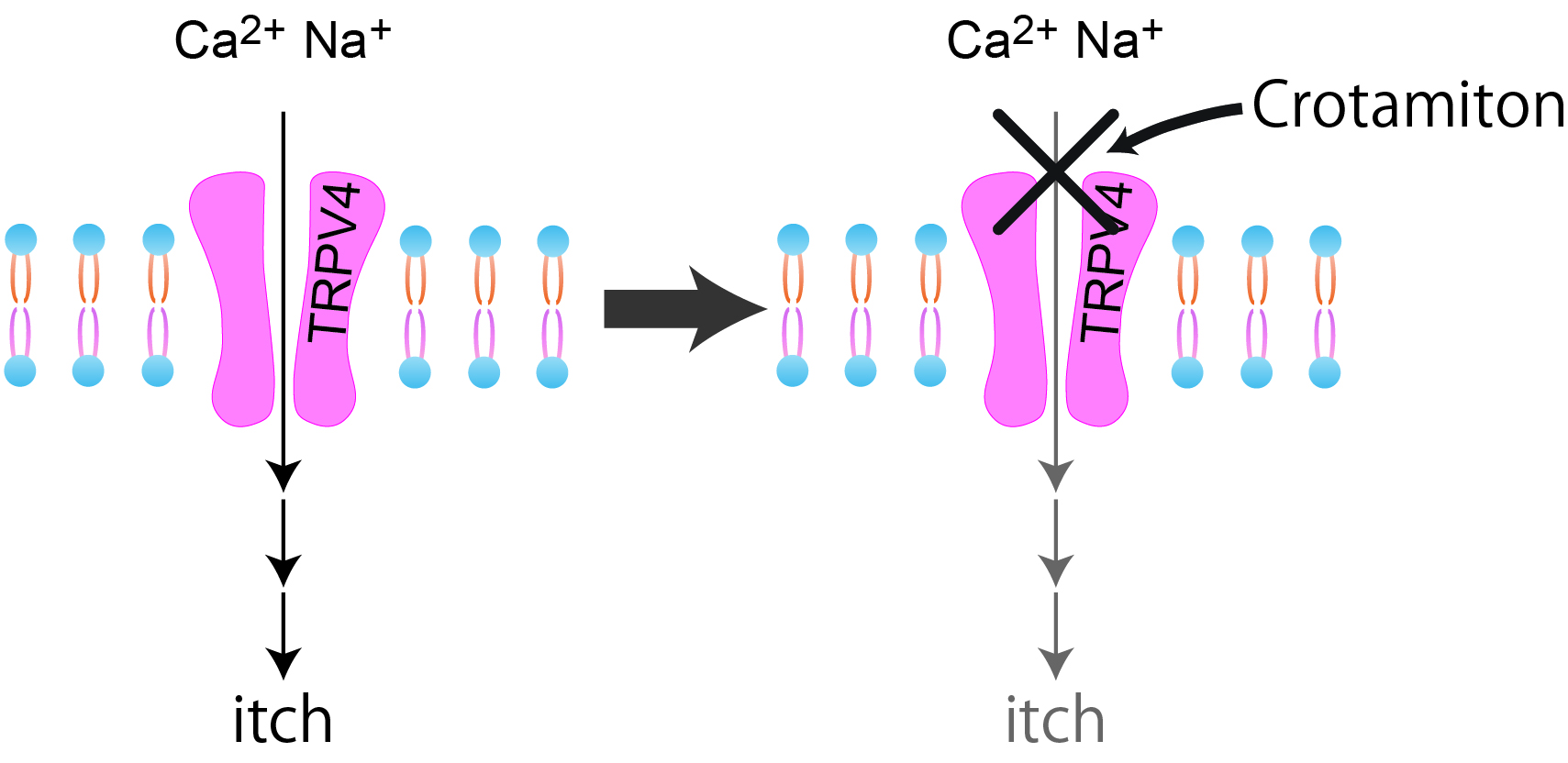 kittaka_TRPV4_Fig E.jpg