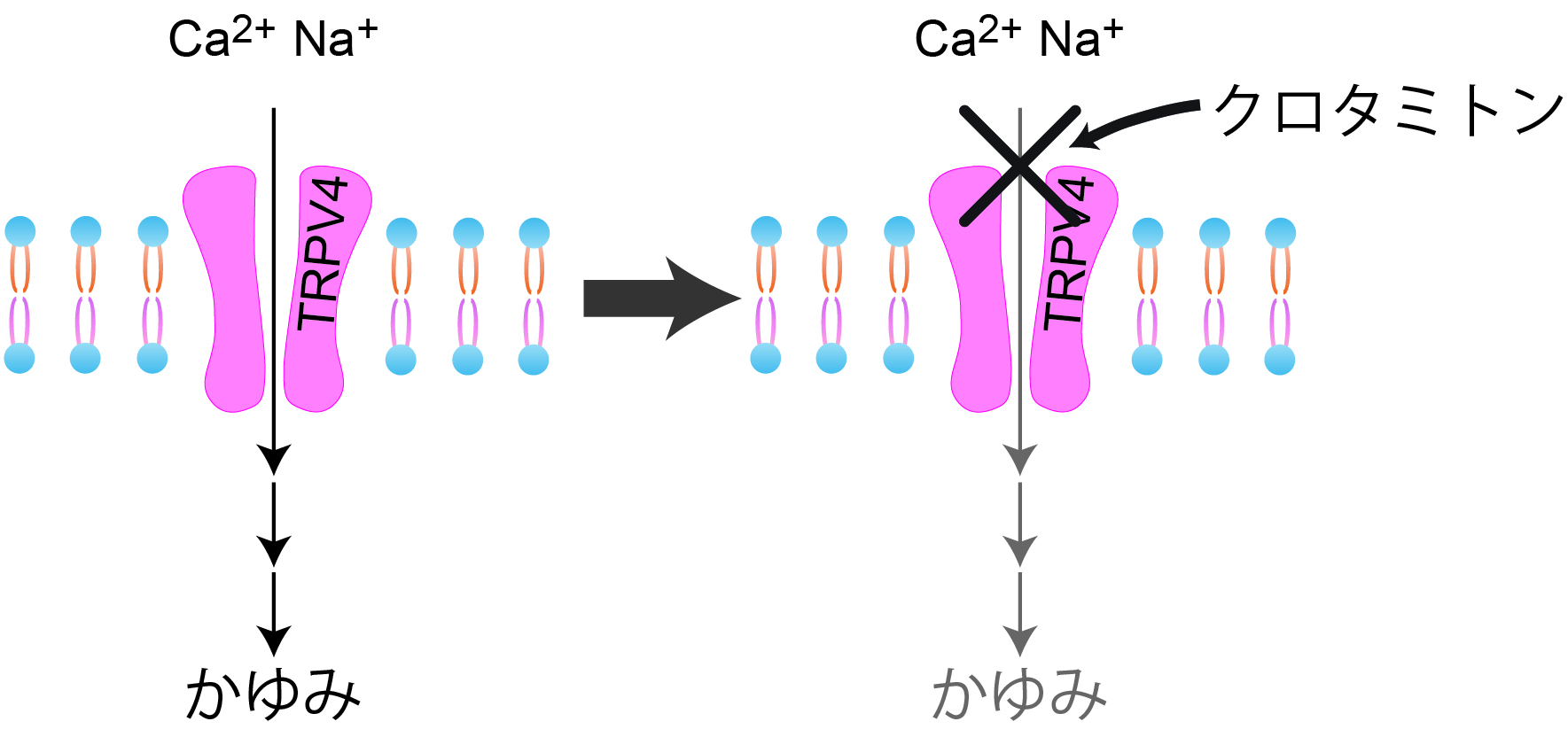 kittaka_TRPV4_Fig J.jpg