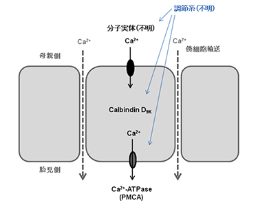 suzuki_Fig Japanese.jpg