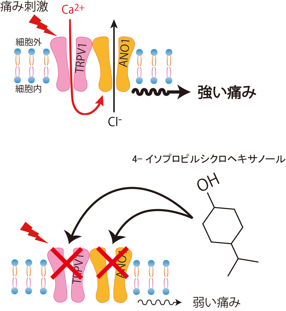 takayama_NIPS Research_4-iPr.jpg