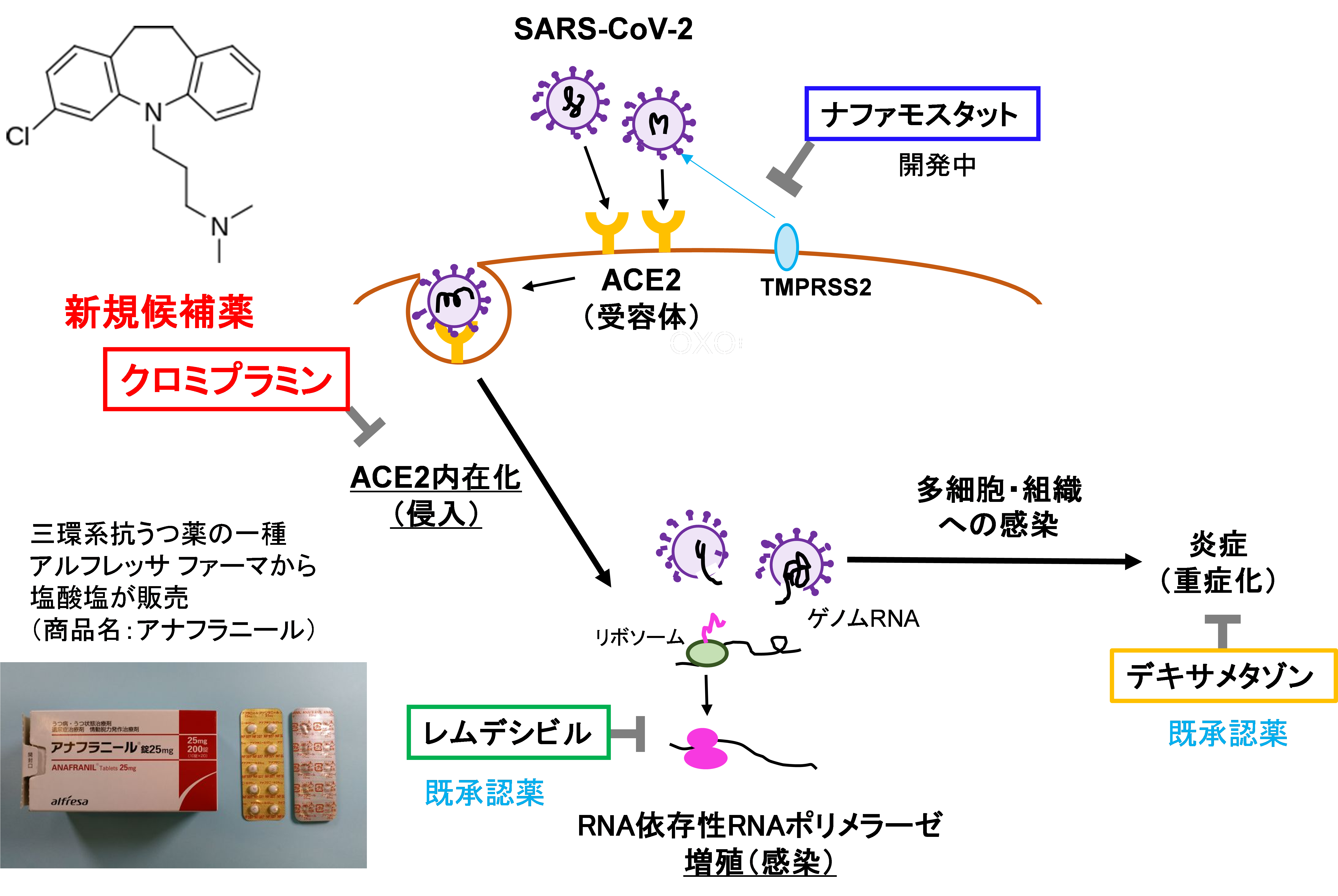 コロナ ウイルス の 治療 薬